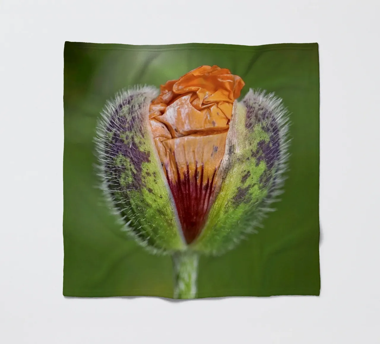 The Promise of Vibrant Bloom - Red Poppy Bud coperta in pile da Curious Collections by Marielle Leenders