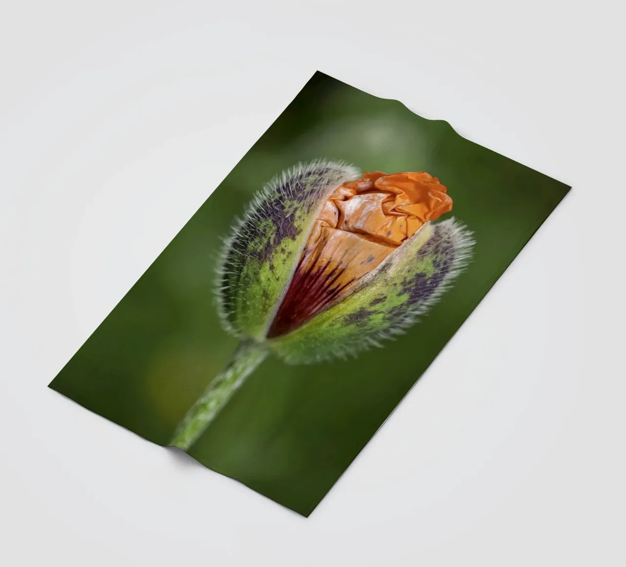 The Promise of Vibrant Bloom - Red Poppy Bud coperta in pile da Curious Collections by Marielle Leenders
