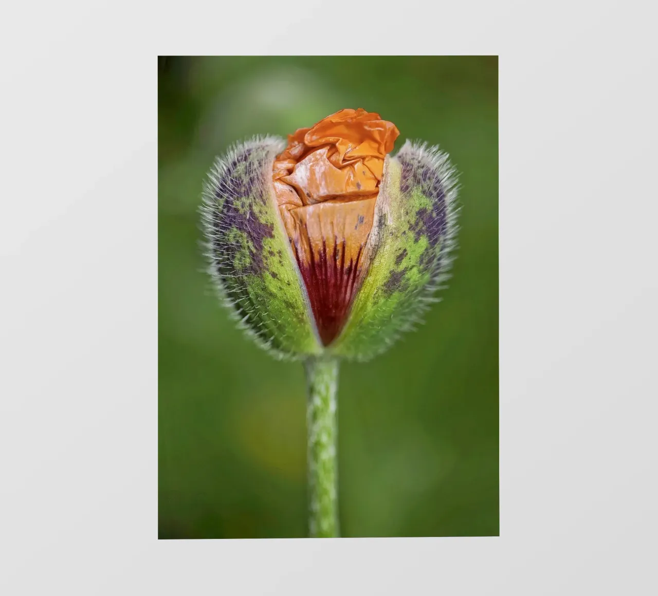 The Promise of Vibrant Bloom - Red Poppy Bud pellicola backlit da Curious Collections by Marielle Leenders