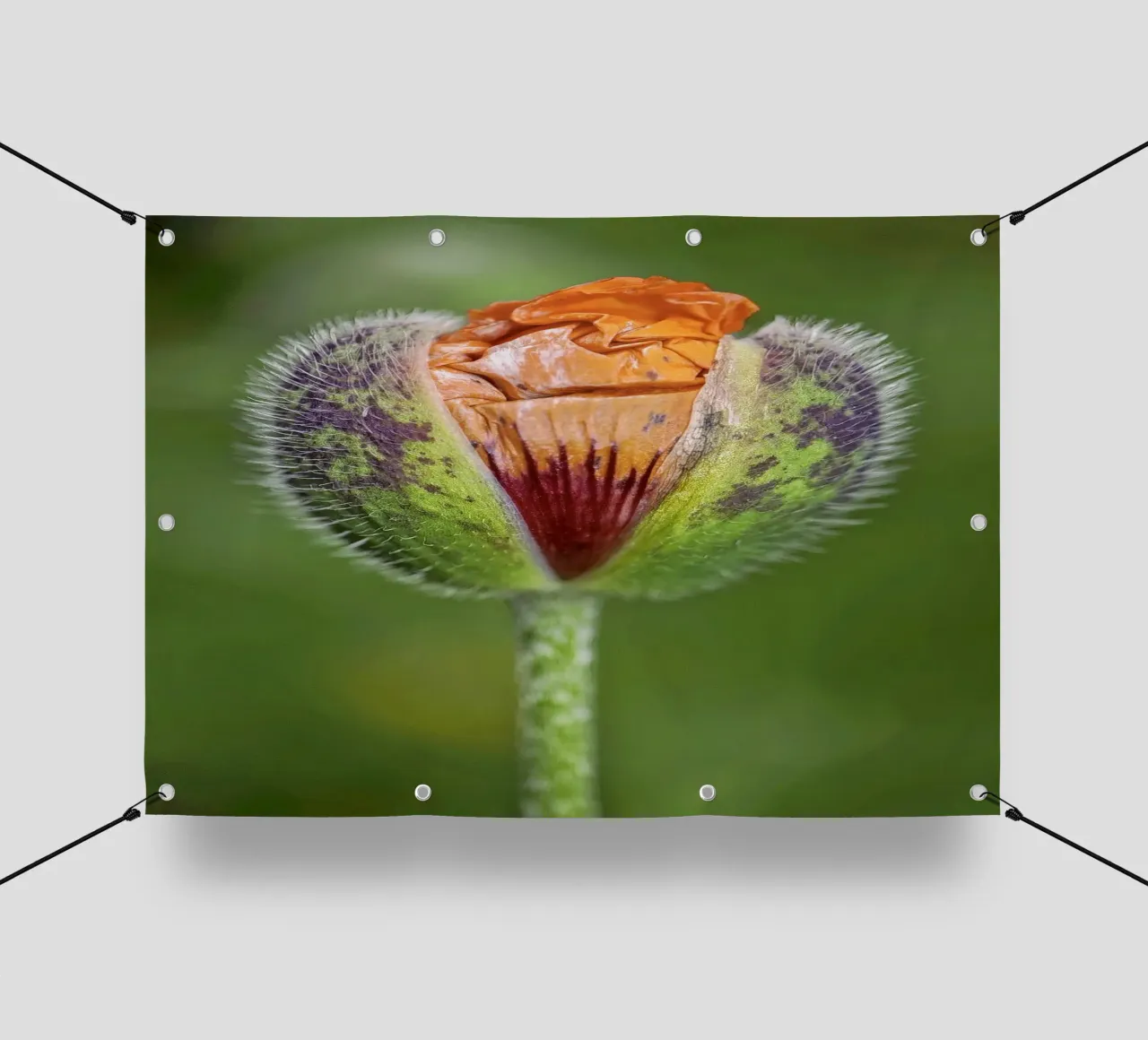 The Promise of Vibrant Bloom - Red Poppy Bud telo in pvc da Curious Collections by Marielle Leenders