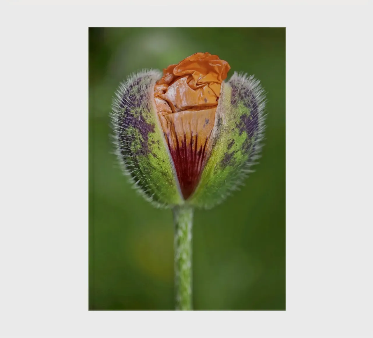 The Promise of Vibrant Bloom - Red Poppy Bud carnet de notes de Curious Collections by Marielle Leenders