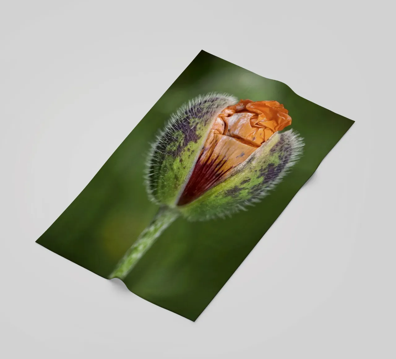 The Promise of Vibrant Bloom - Red Poppy Bud telo mare da Curious Collections by Marielle Leenders