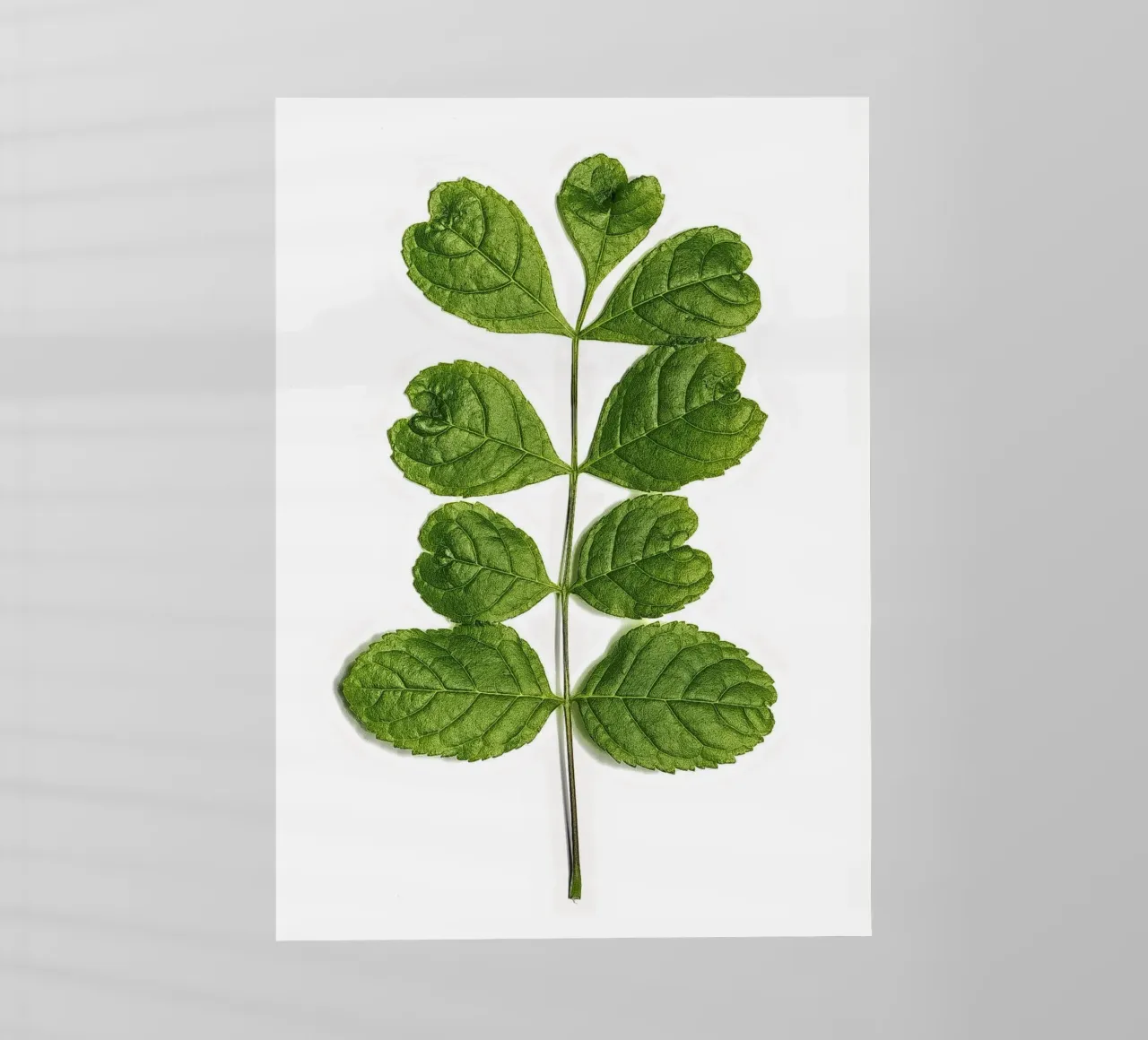 Un tocco d'amore nella natura - Foglie a forma di cuore pellicola backlit da Curious Collections by Marielle Leenders