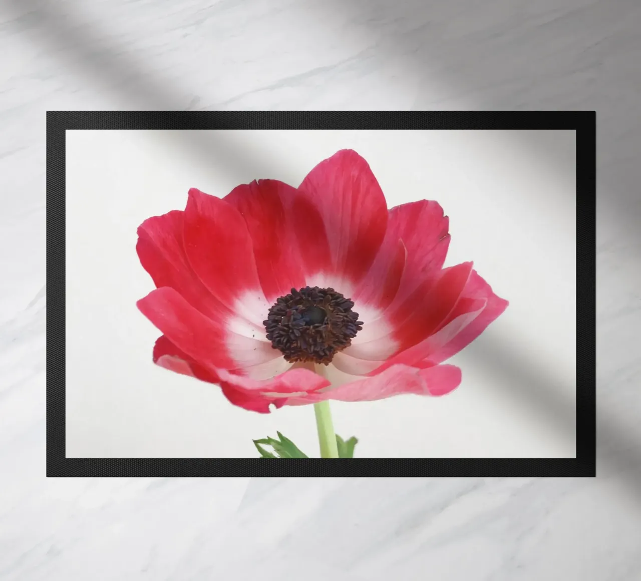 Anemone rosso zerbino da Cassia Beck Photography