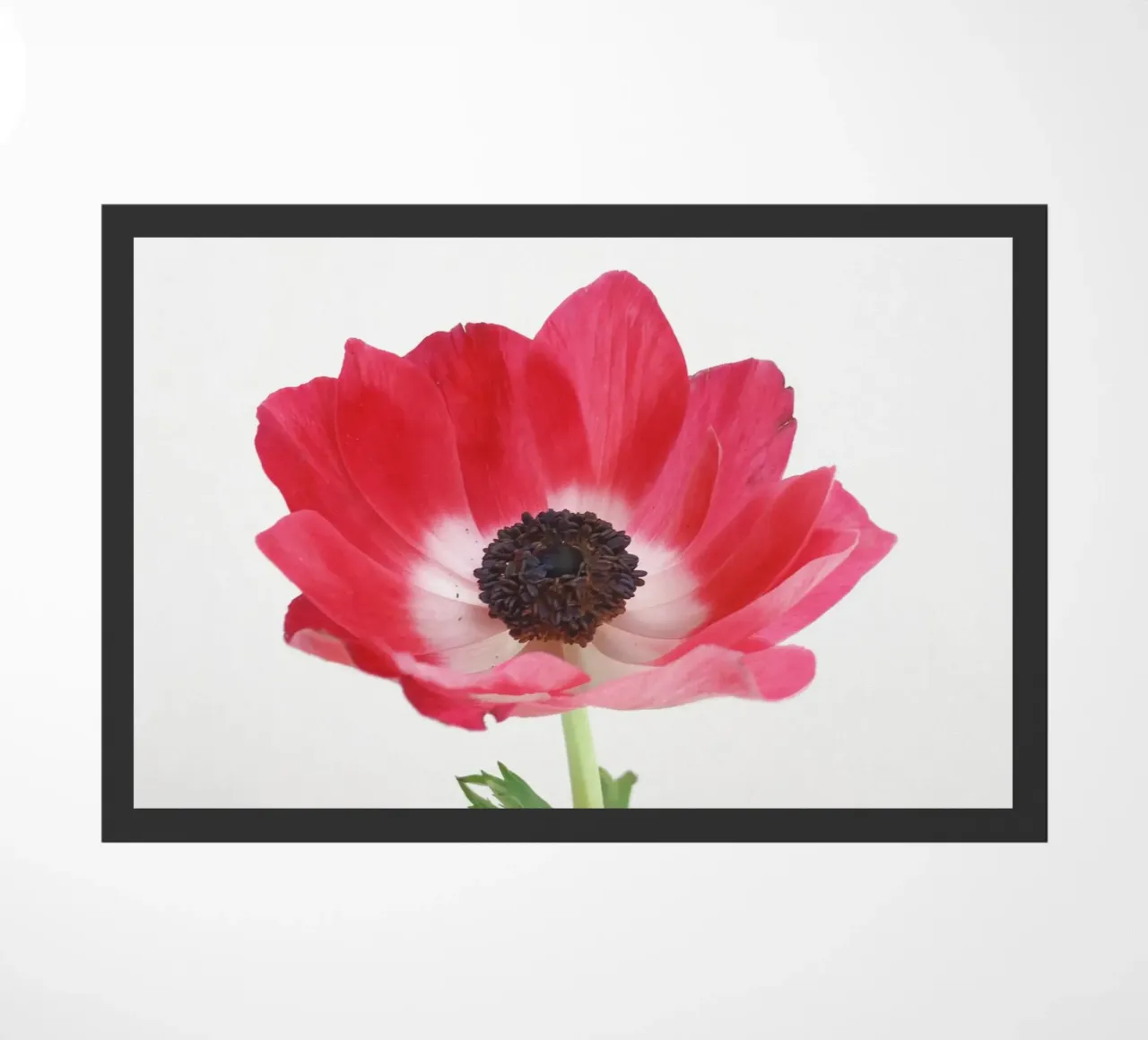 Anemone rosso zerbino da Cassia Beck Photography