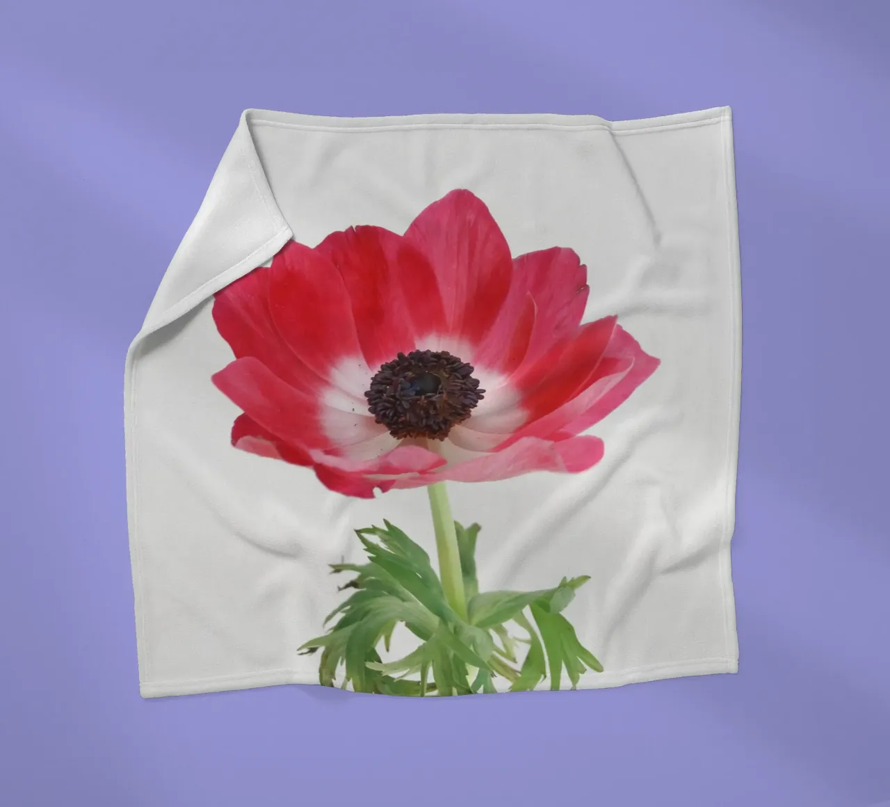 Anemone rosso coperta in pile da Cassia Beck Photography