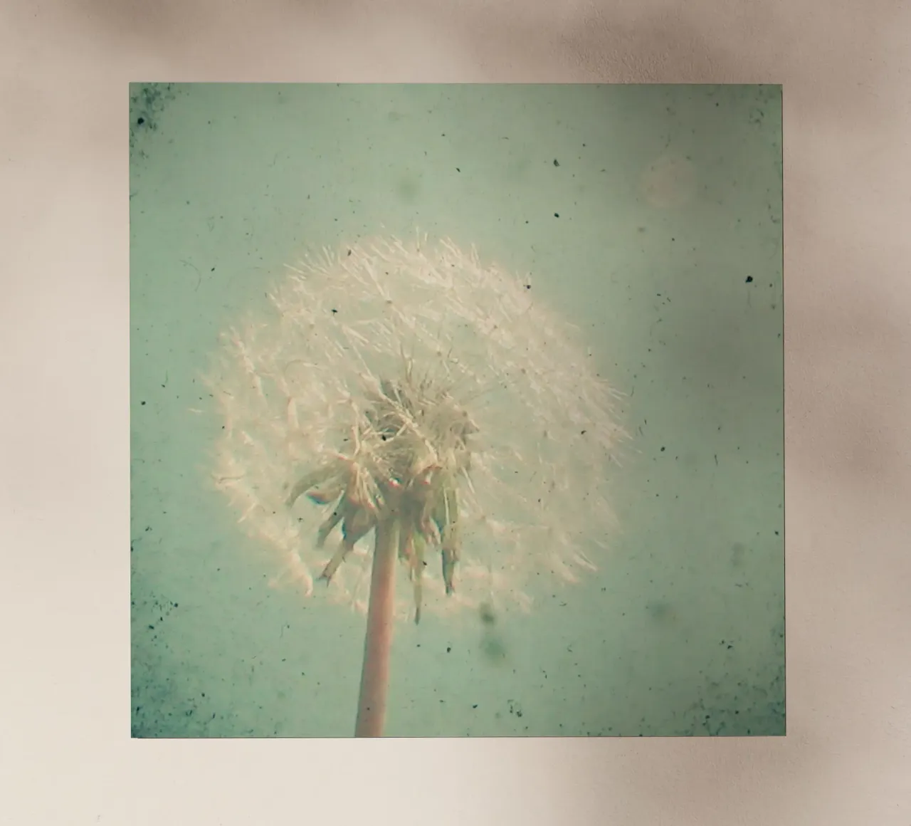 Orologio a dente di leone pellicola backlit da Cassia Beck Photography