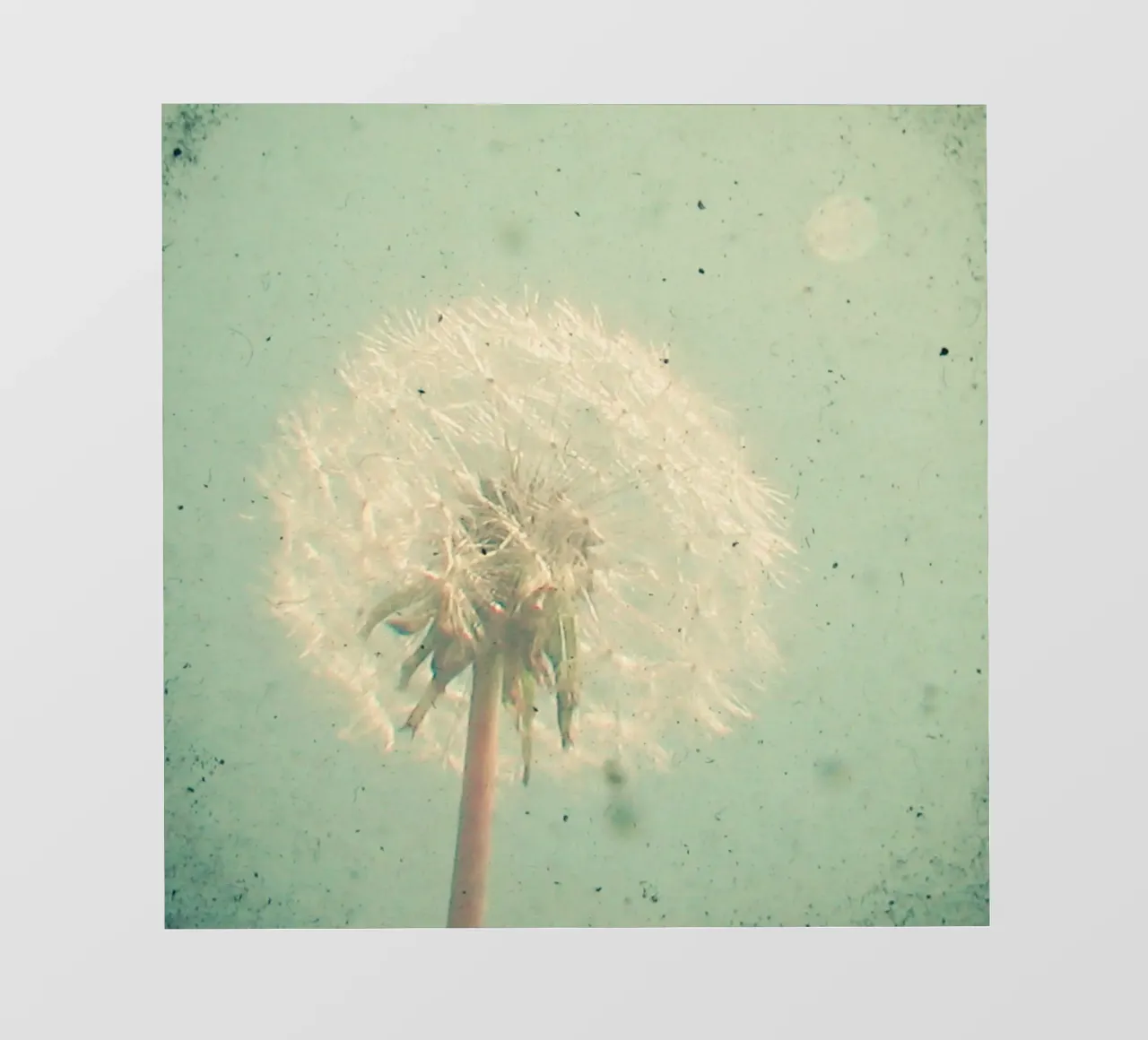 Orologio a dente di leone pellicola backlit da Cassia Beck Photography