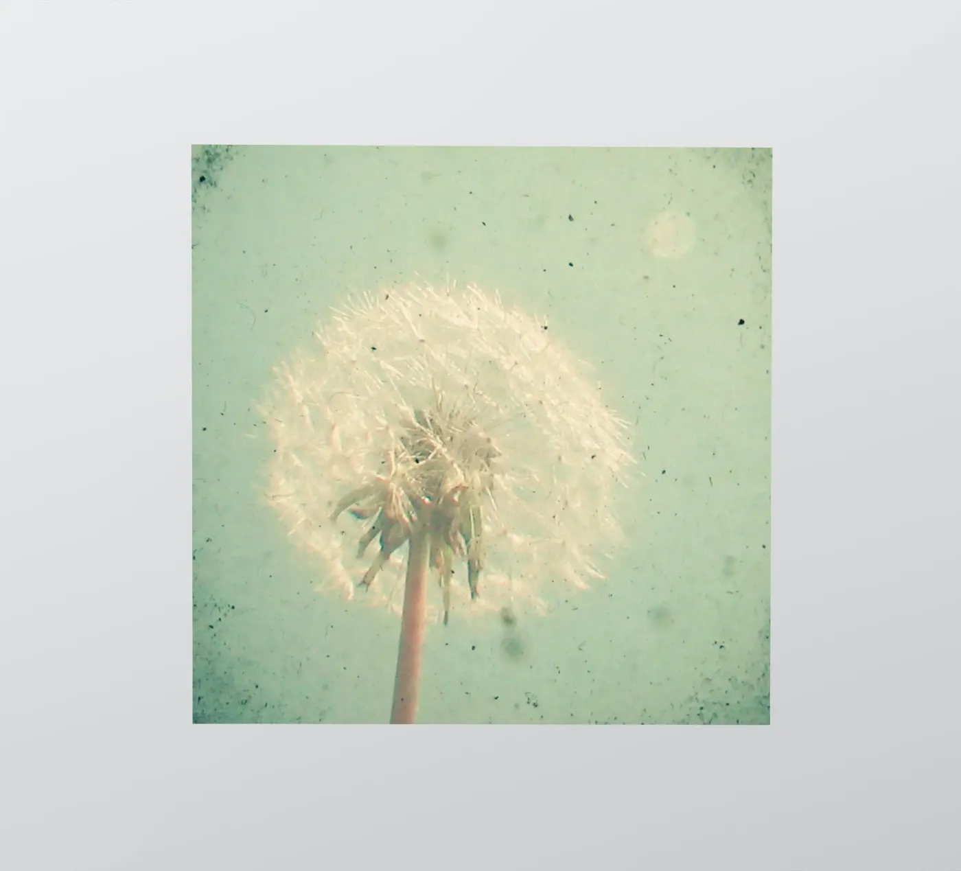 Dandelion Clock sticker by Cassia Beck Photography