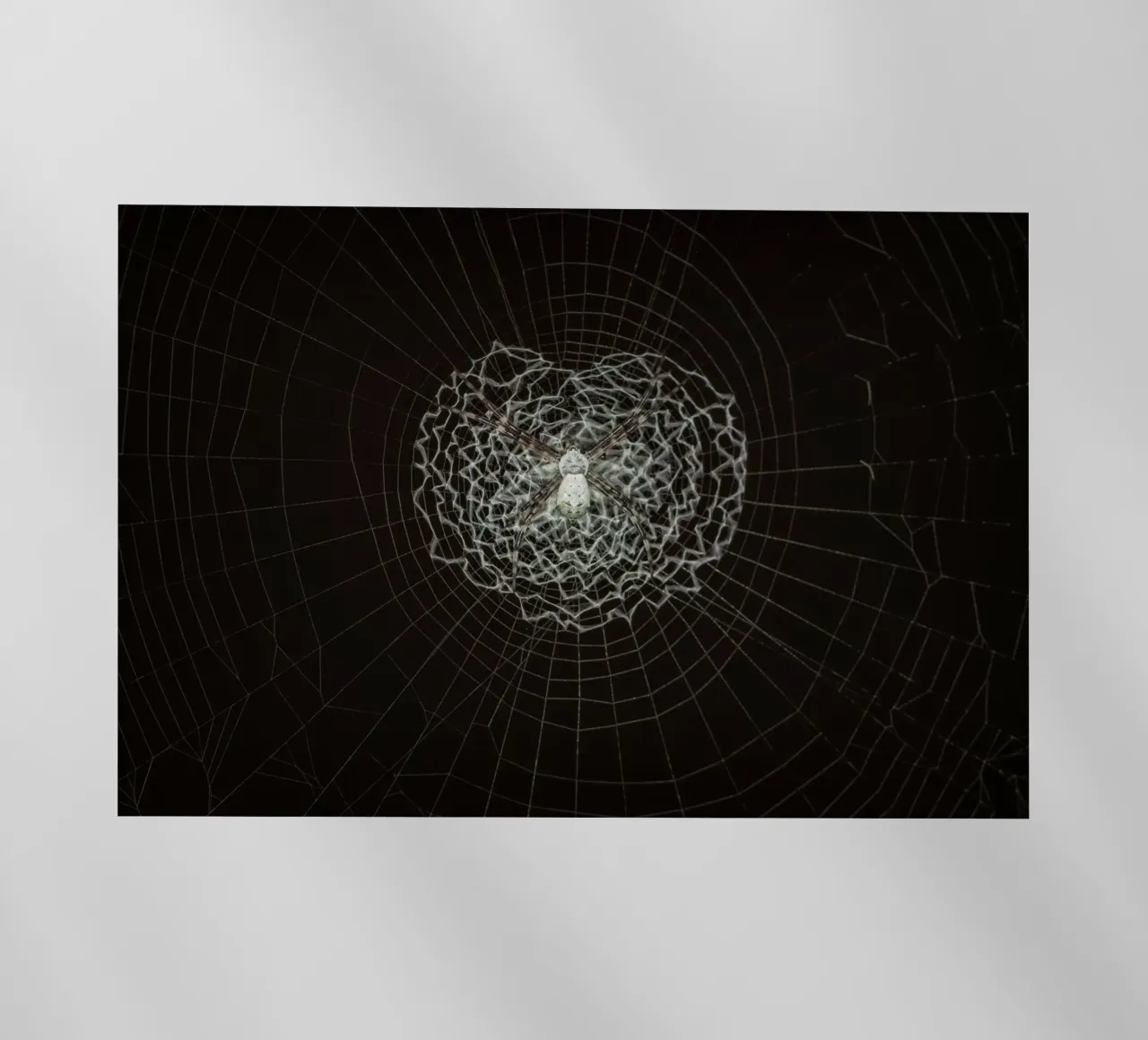 Ein Netz der Liebe - Die Spinne webt das Netz der Liebe Backlit Folie von Curious Collections by Marielle Leenders