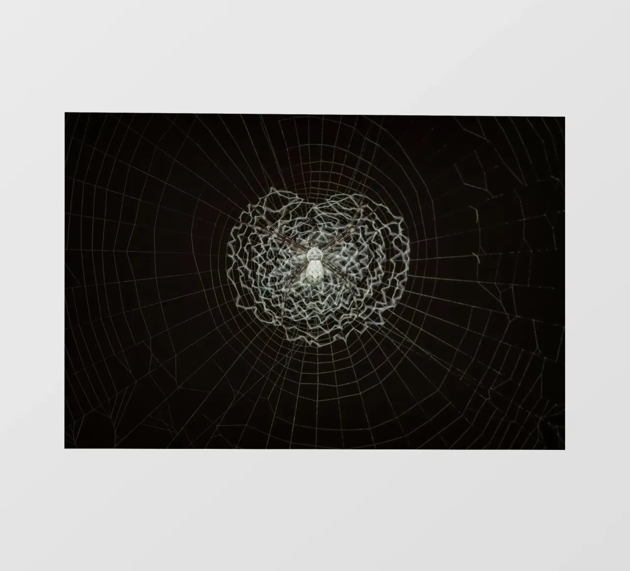 Ein Netz der Liebe - Die Spinne webt das Netz der Liebe PVC Plane von Curious Collections by Marielle Leenders