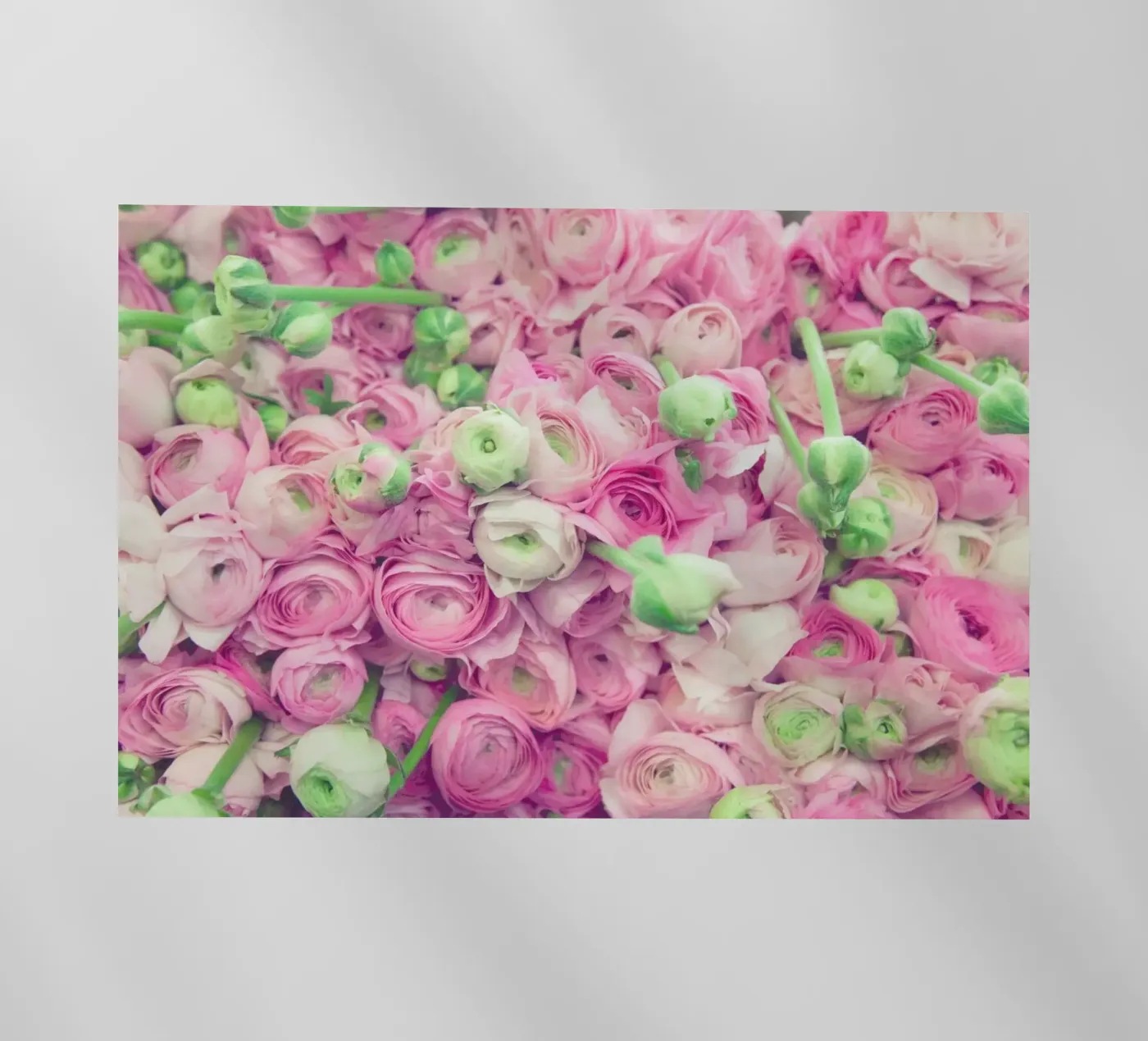 Ranunculus Light pellicola backlit da Catherine McDonald