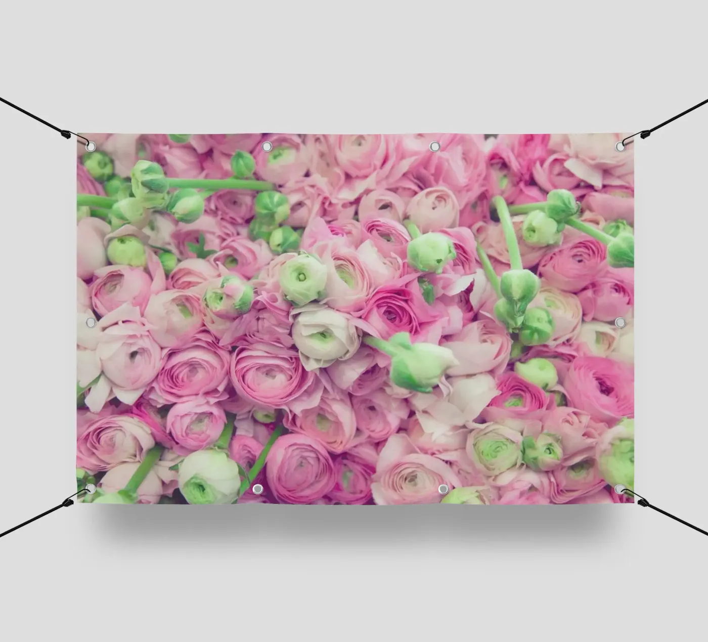 Ranunculus Light PVC Plane von Catherine McDonald