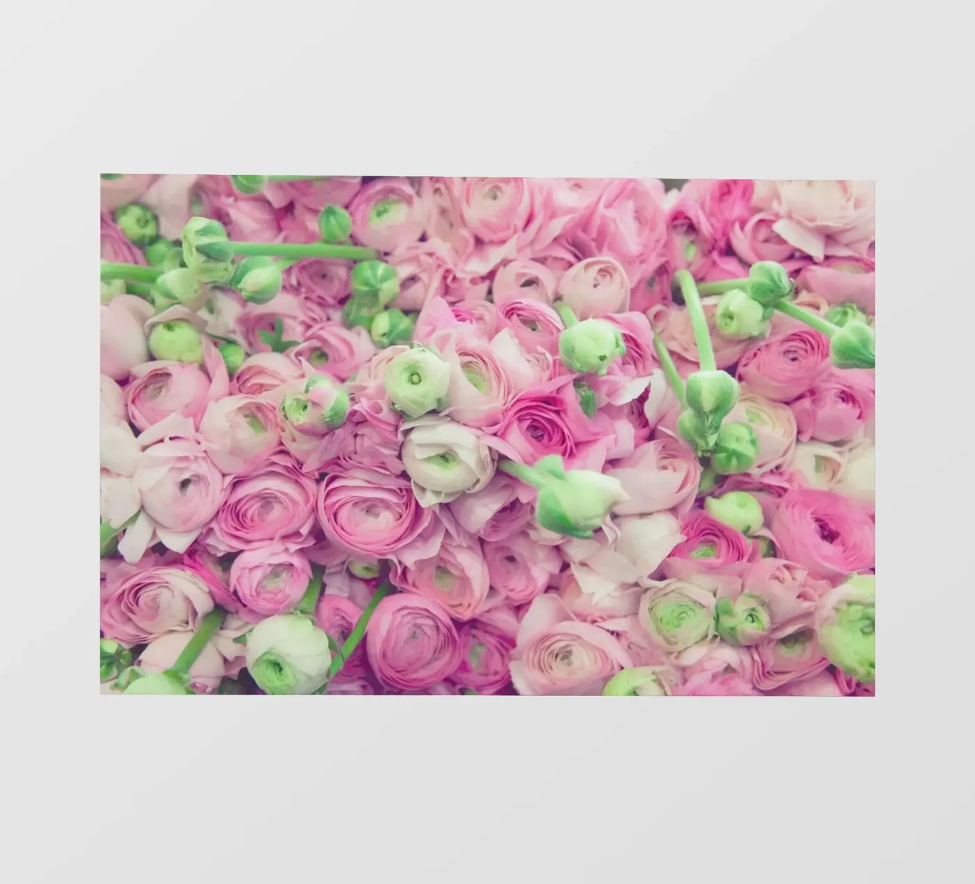 Ranunculus Light PVC Plane von Catherine McDonald