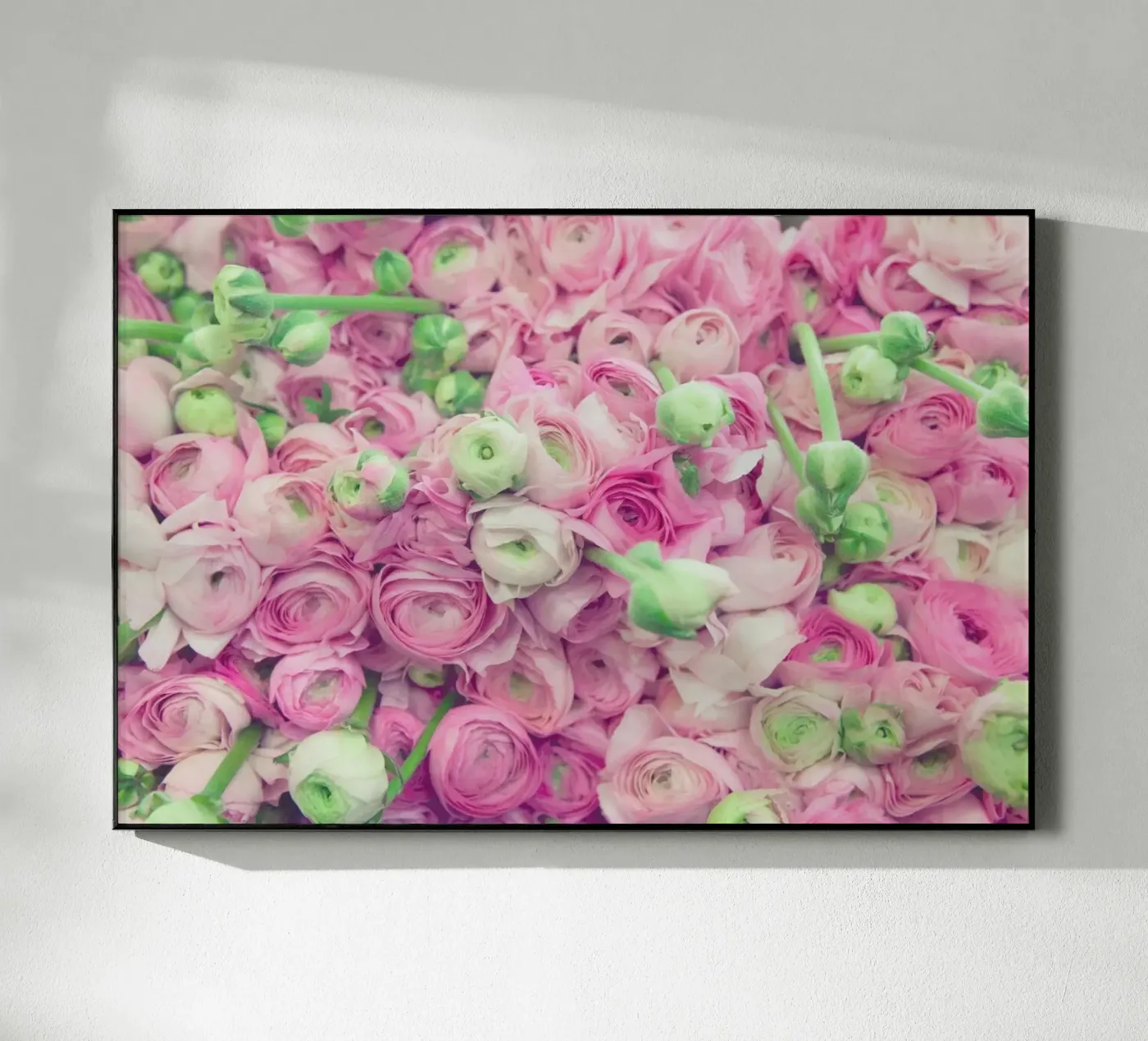 Ranunculus Light plexiglass da Catherine McDonald