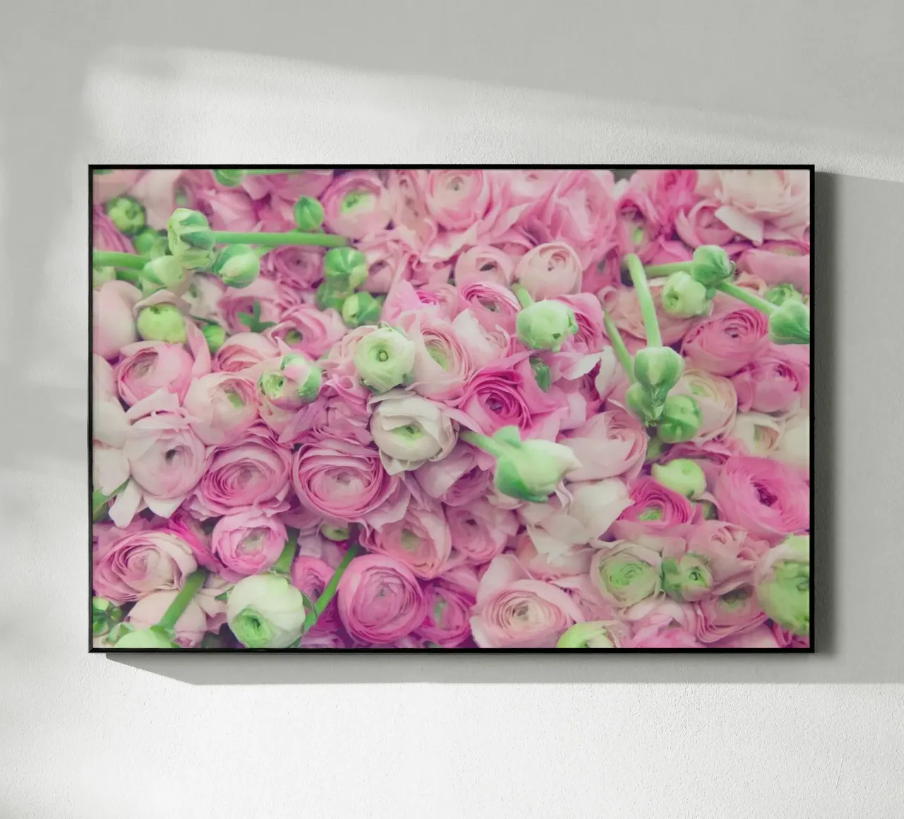 Ranunculus Light plexiglass da Catherine McDonald