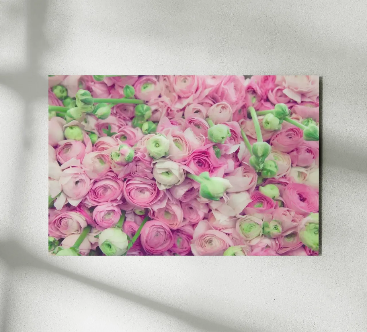 Ranunculus Light alluminio dibond da Catherine McDonald