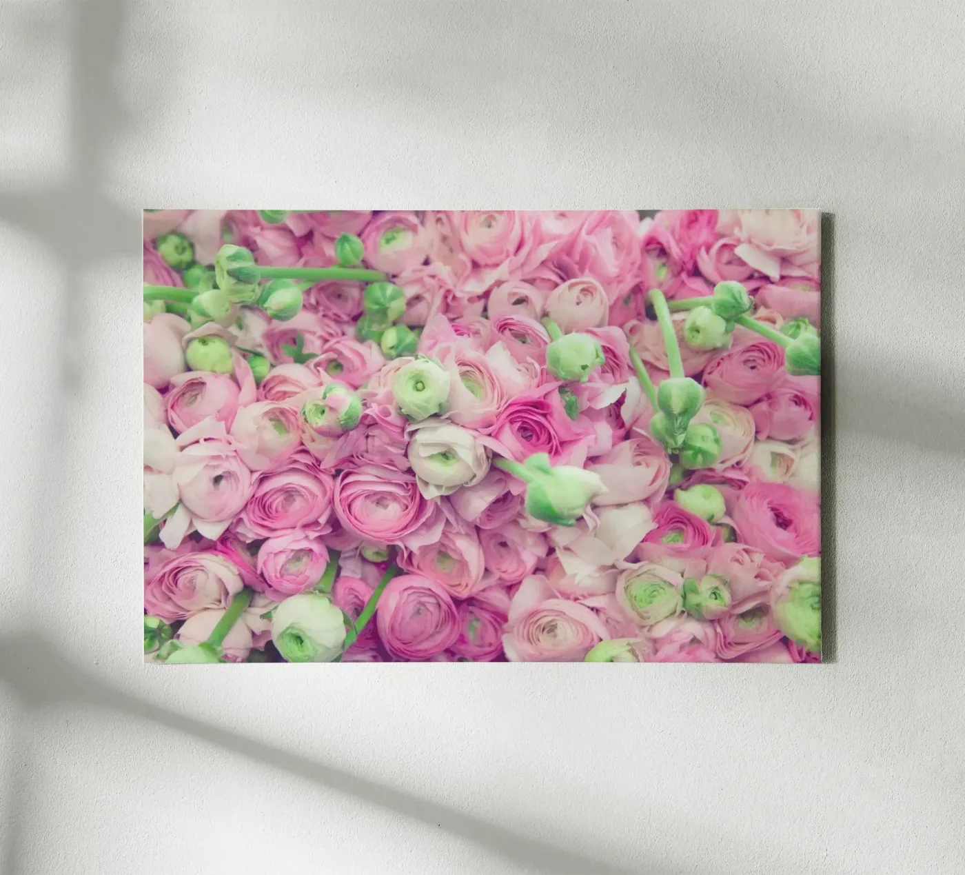 Ranunculus Light tela da Catherine McDonald