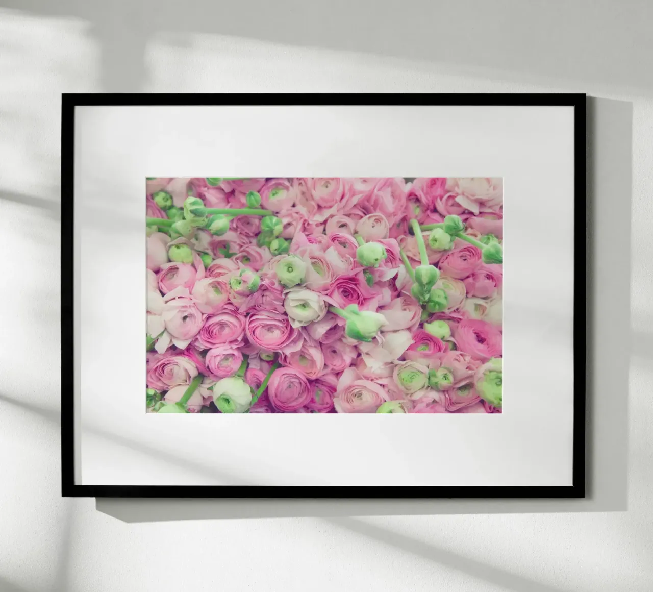 Ranunculus Light poster by Catherine McDonald