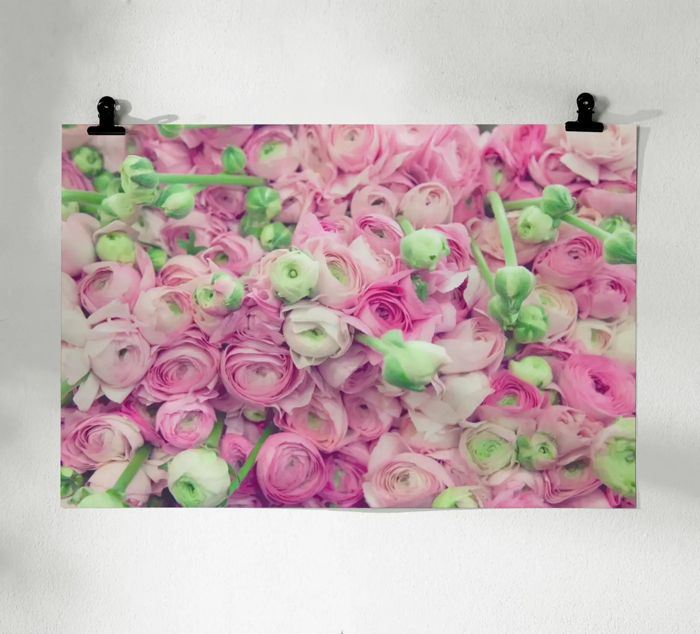 Ranunculus Light poster van Catherine McDonald