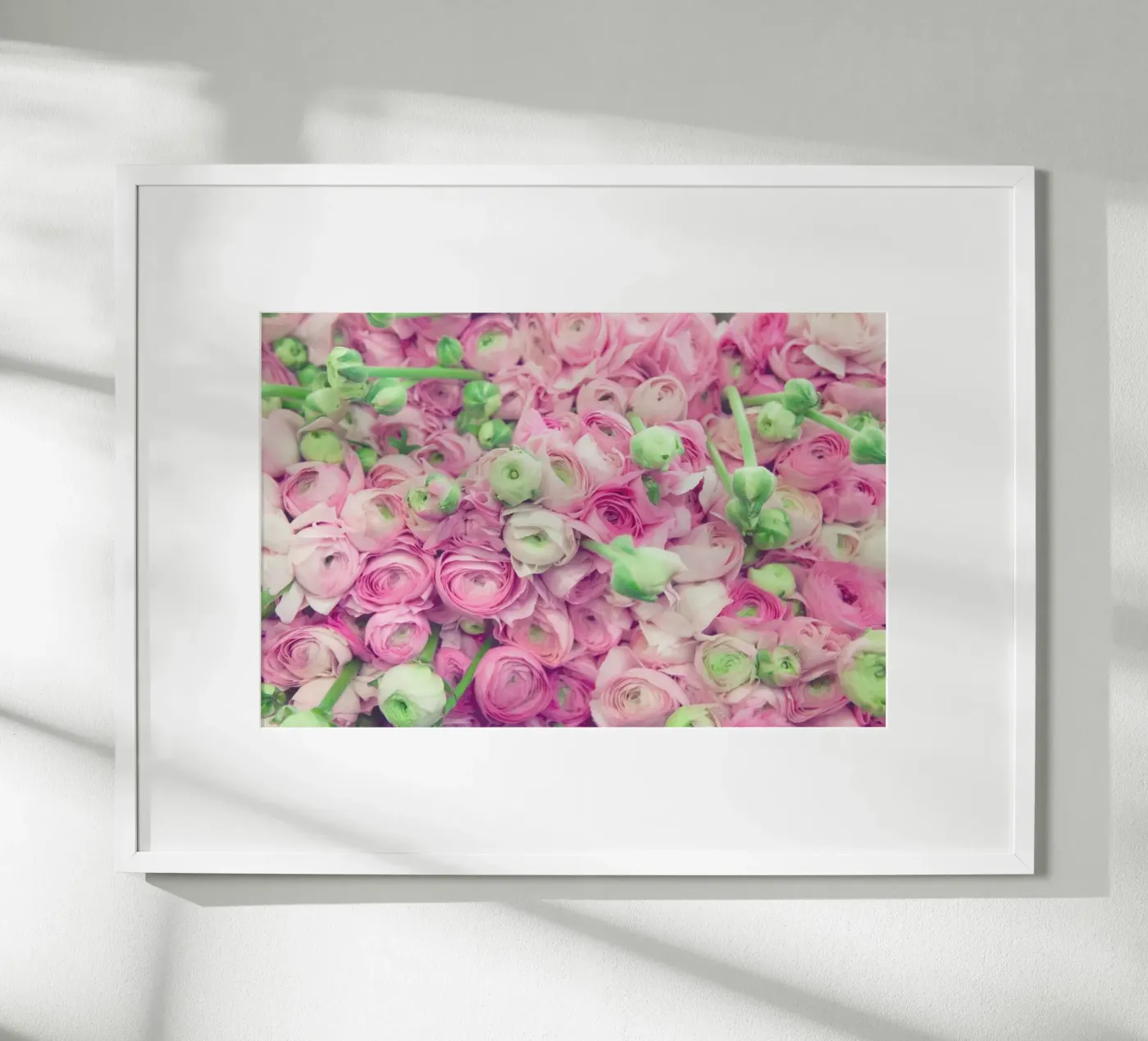 Ranunculus Light Poster von Catherine McDonald