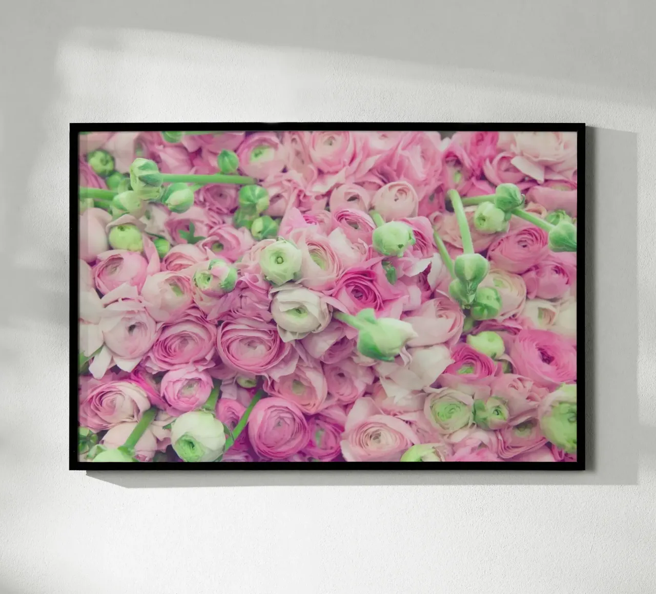 Ranunculus Light poster by Catherine McDonald
