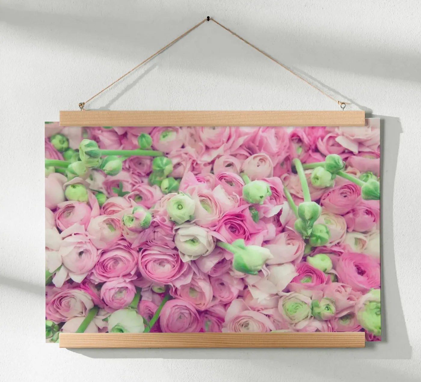 Ranunculus Light Poster von Catherine McDonald