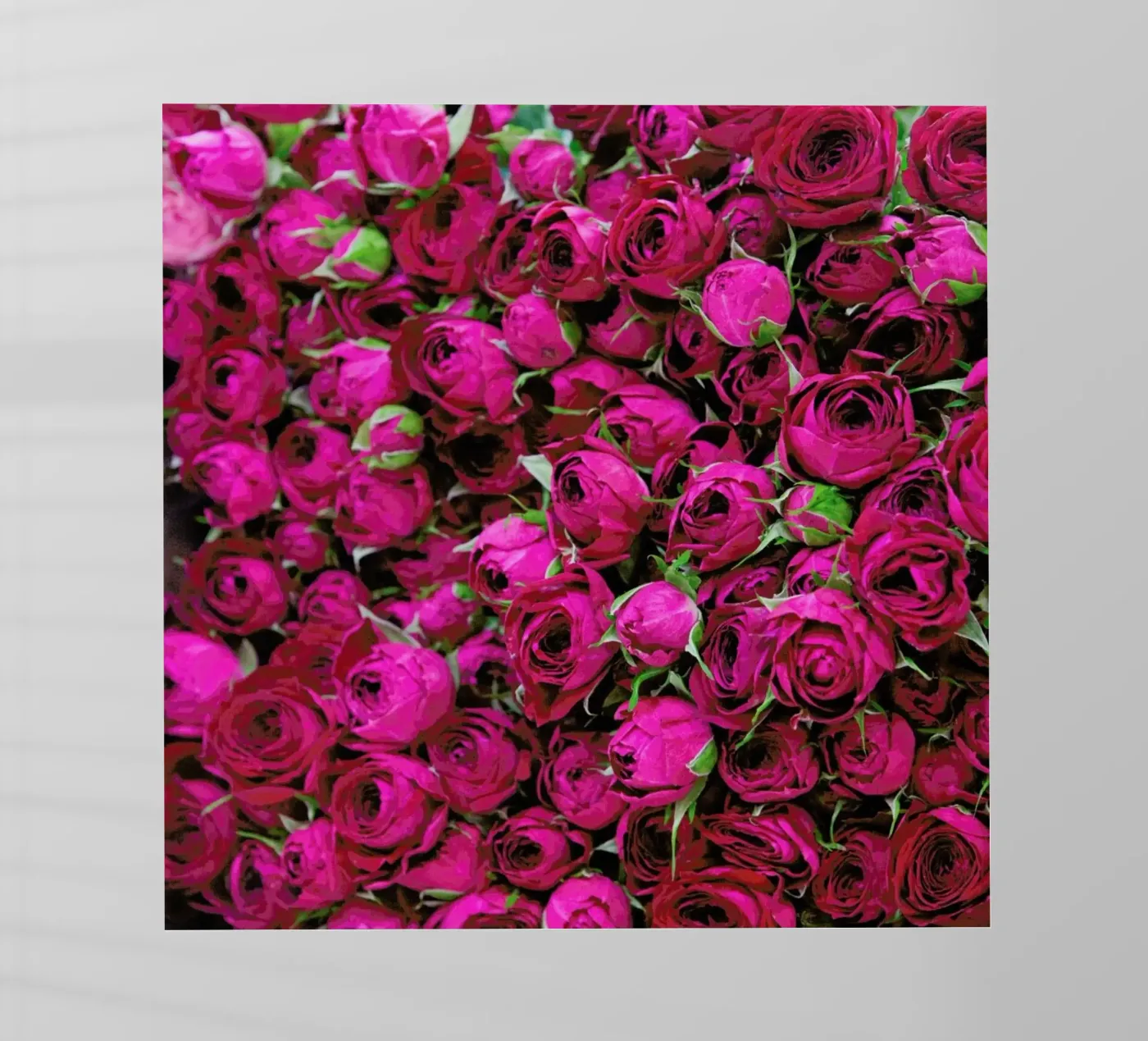 Ranunculus pellicola backlit da Catherine McDonald