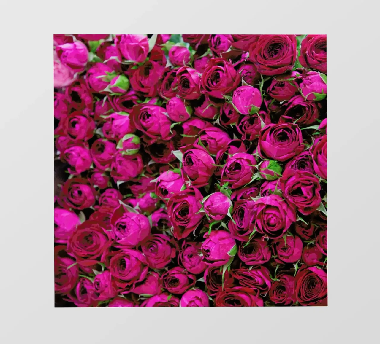 Ranunculus pellicola backlit da Catherine McDonald