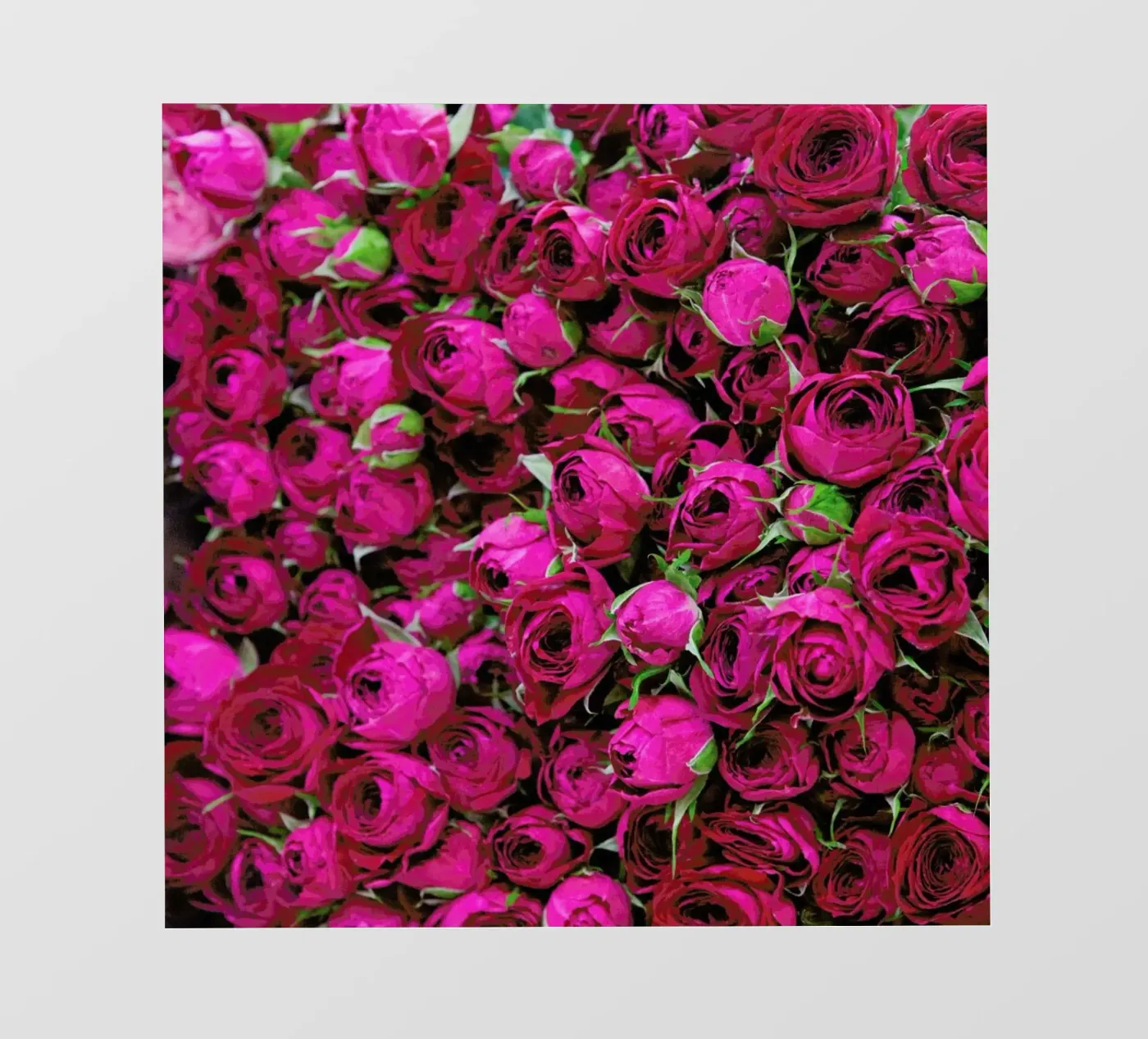 Ranunculus backlit folie van Catherine McDonald