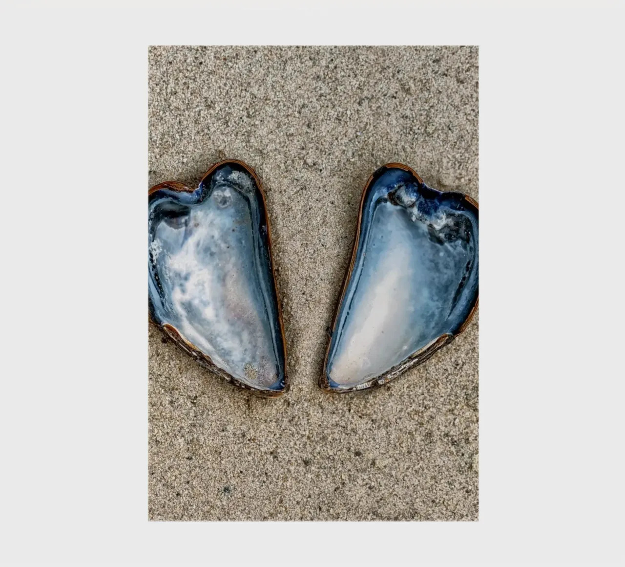 A Symbol of Love and Unity - Two Heart-Shaped Mussels notebook by Curious Collections by Marielle Leenders