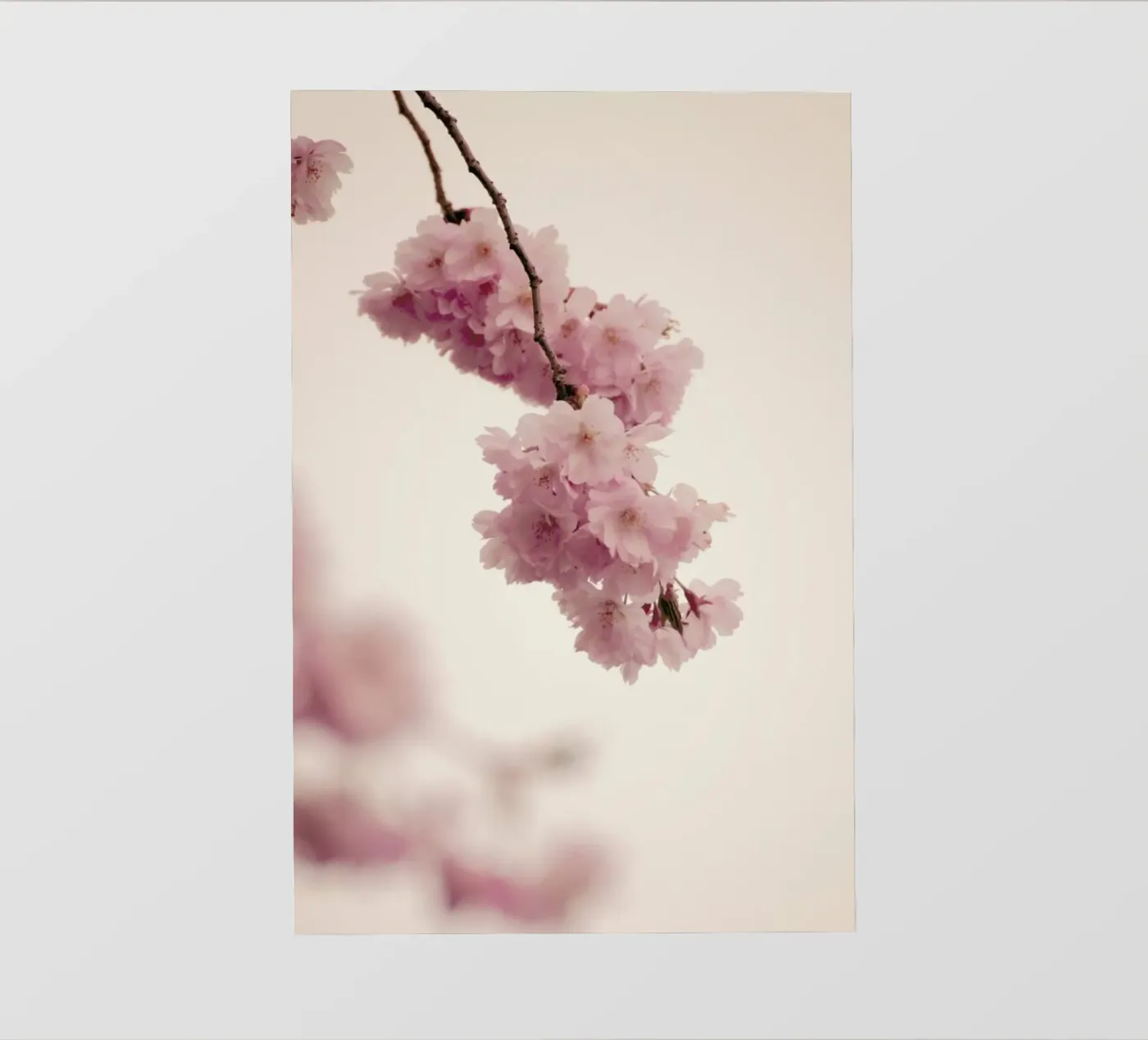 Forever Spring pellicola backlit da Monika Strigel