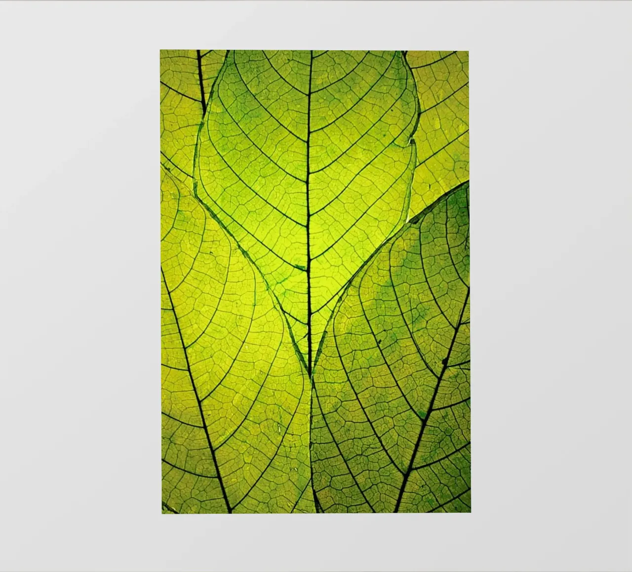 Every Leaf A Flower pellicola backlit da Robin Delean