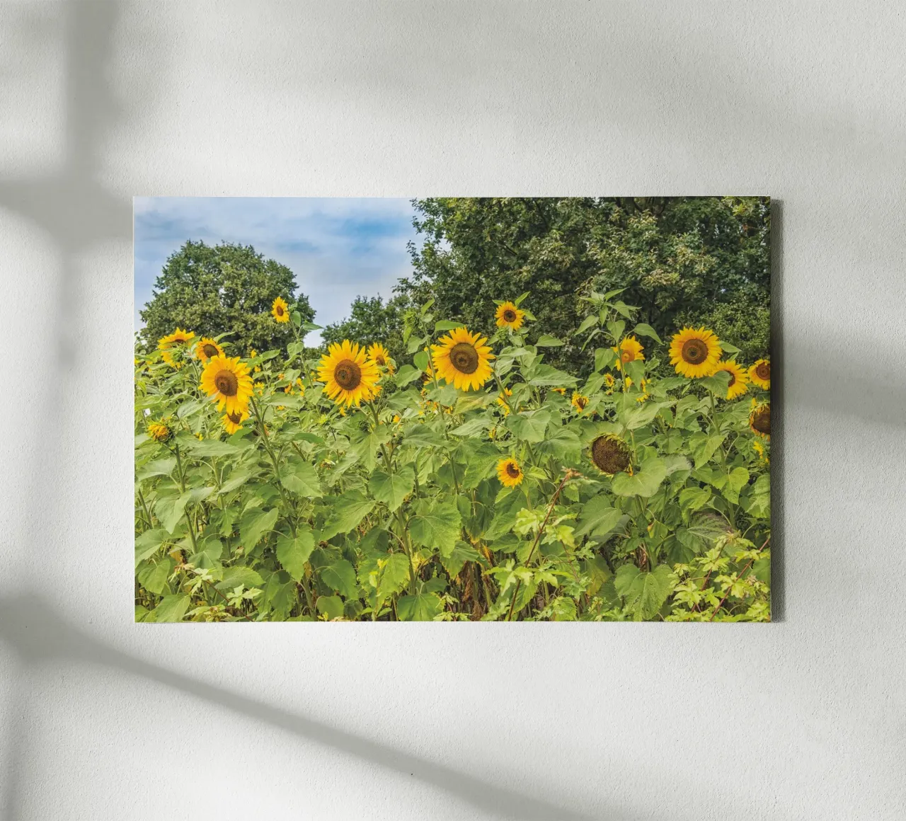 A Radiant Tribute to the Sun - Sunflowers canvas by Curious Collections by Marielle Leenders