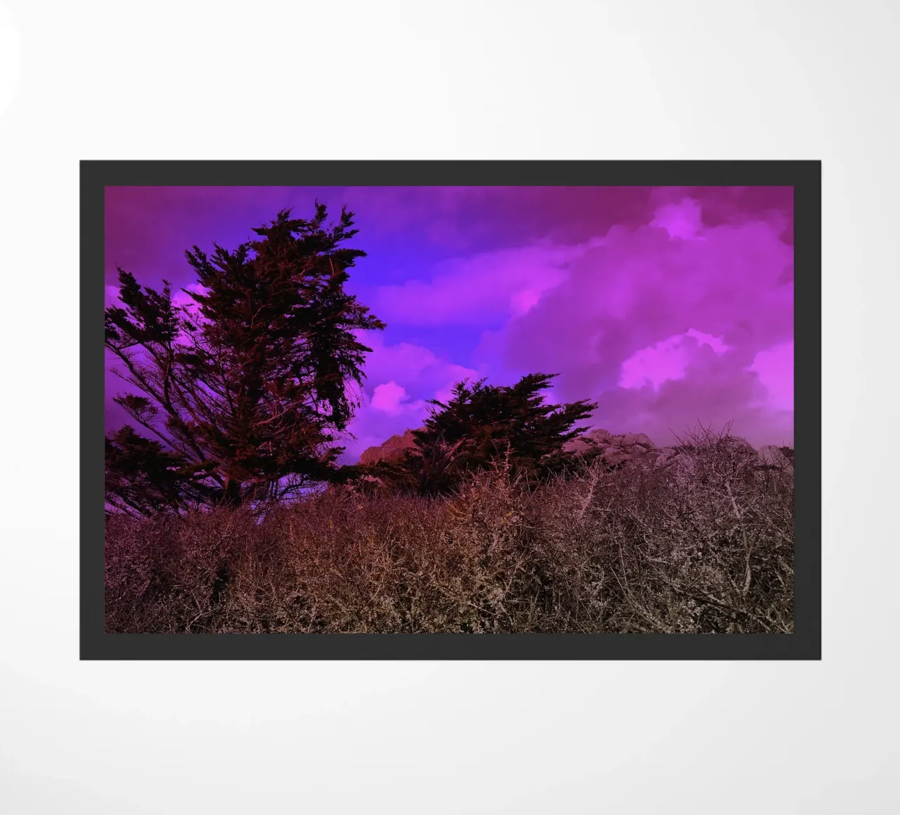 FAA110 zerbino da Thierry vobmann photography