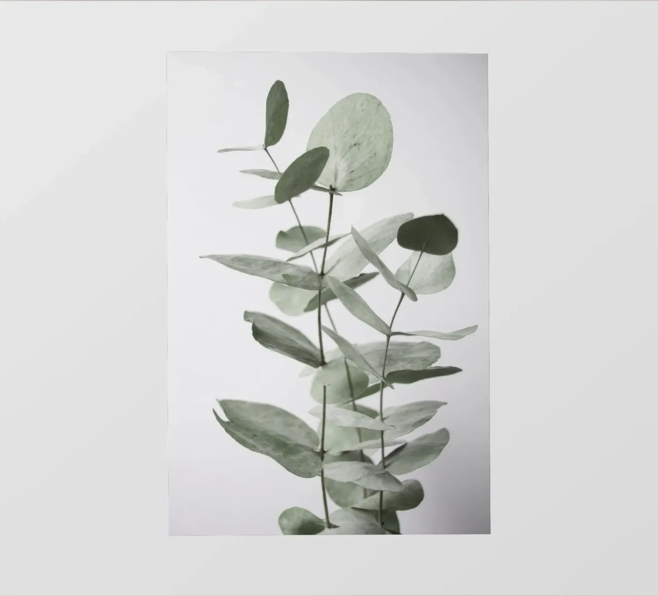 Foglie di eucalipto telo in pvc da Melloi Art Print