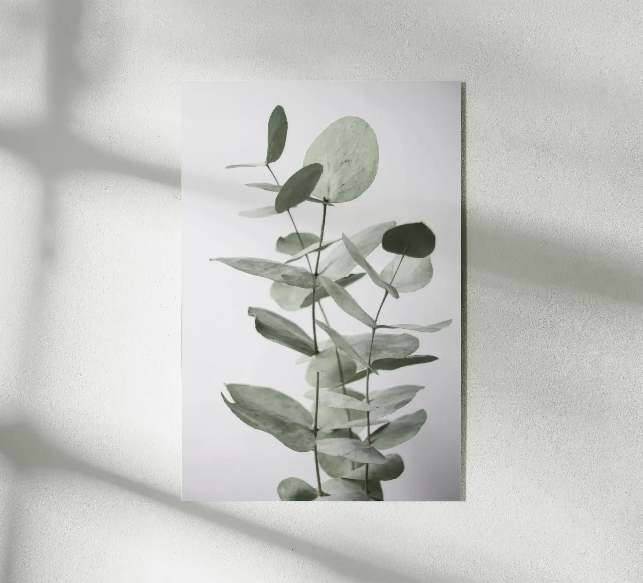 Eukalyptus-Blätter Acryl-Glas von Melloi Art Print
