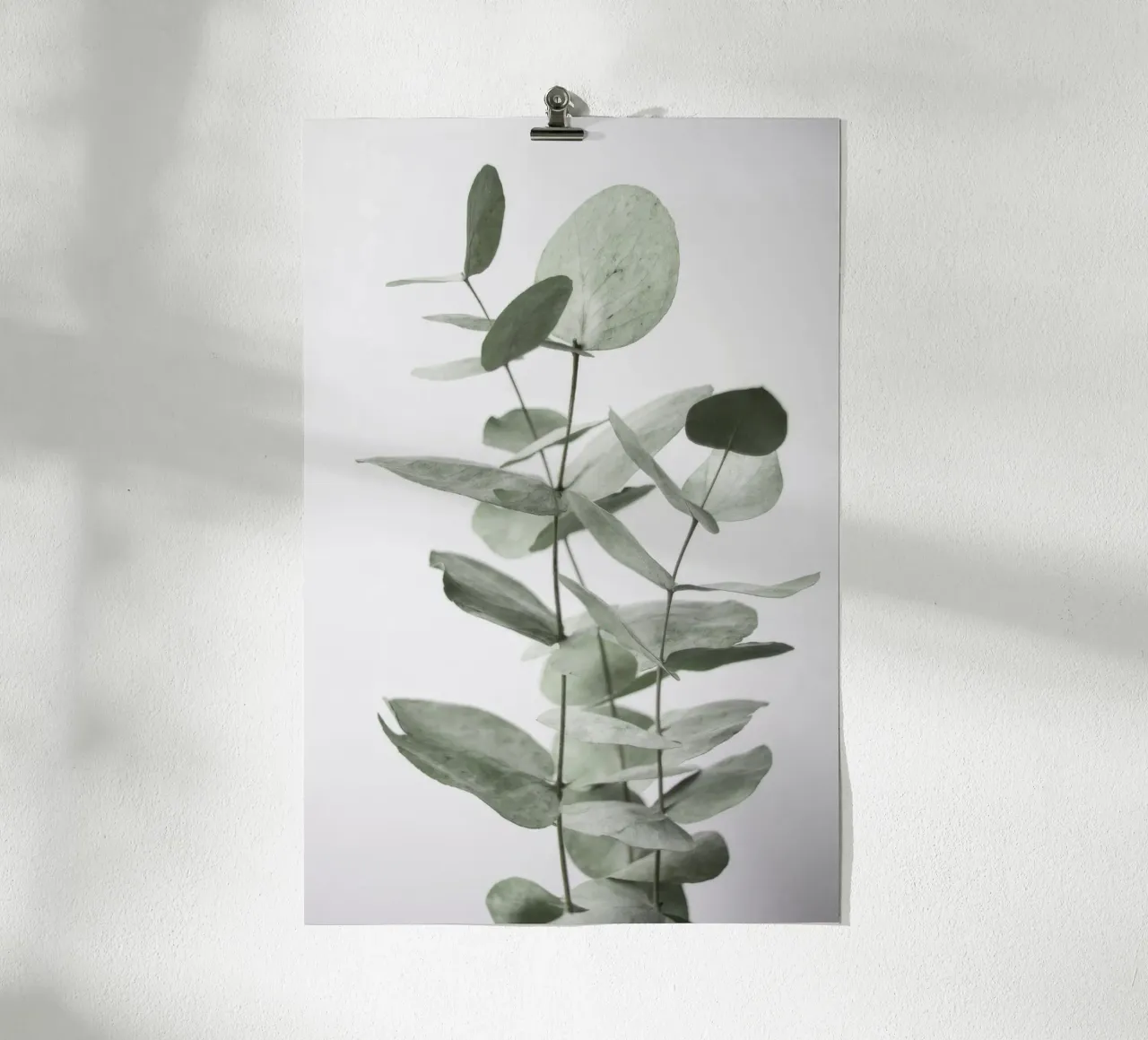 Foglie di eucalipto poster da Melloi Art Print