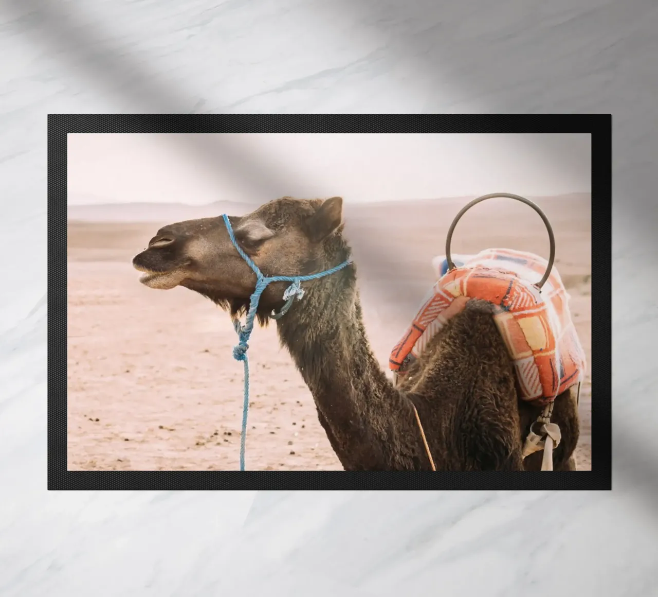 Morocco Dromedary Camel zerbino da patiphotography