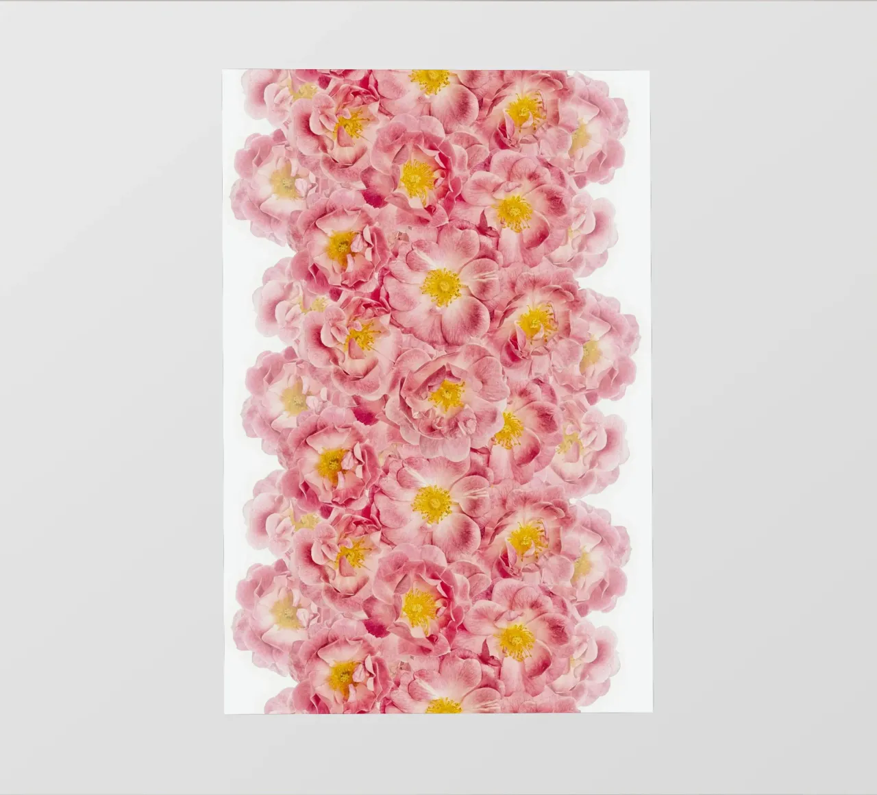 Un tocco di romanticismo - Rose rosa pellicola backlit da Curious Collections by Marielle Leenders