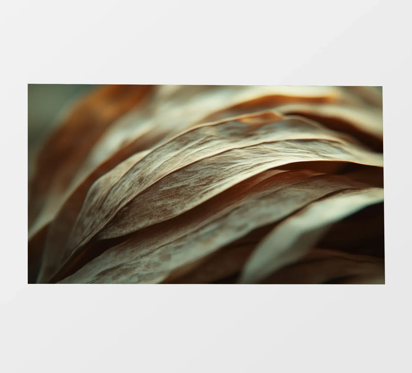 Dry Leafs pellicola backlit da treechild