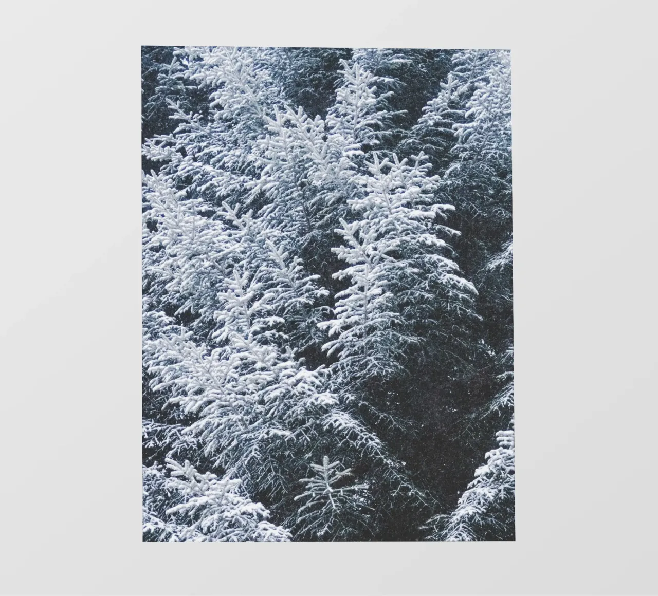 Snow-covered fir trees nature design photo wallpaper by Whole©