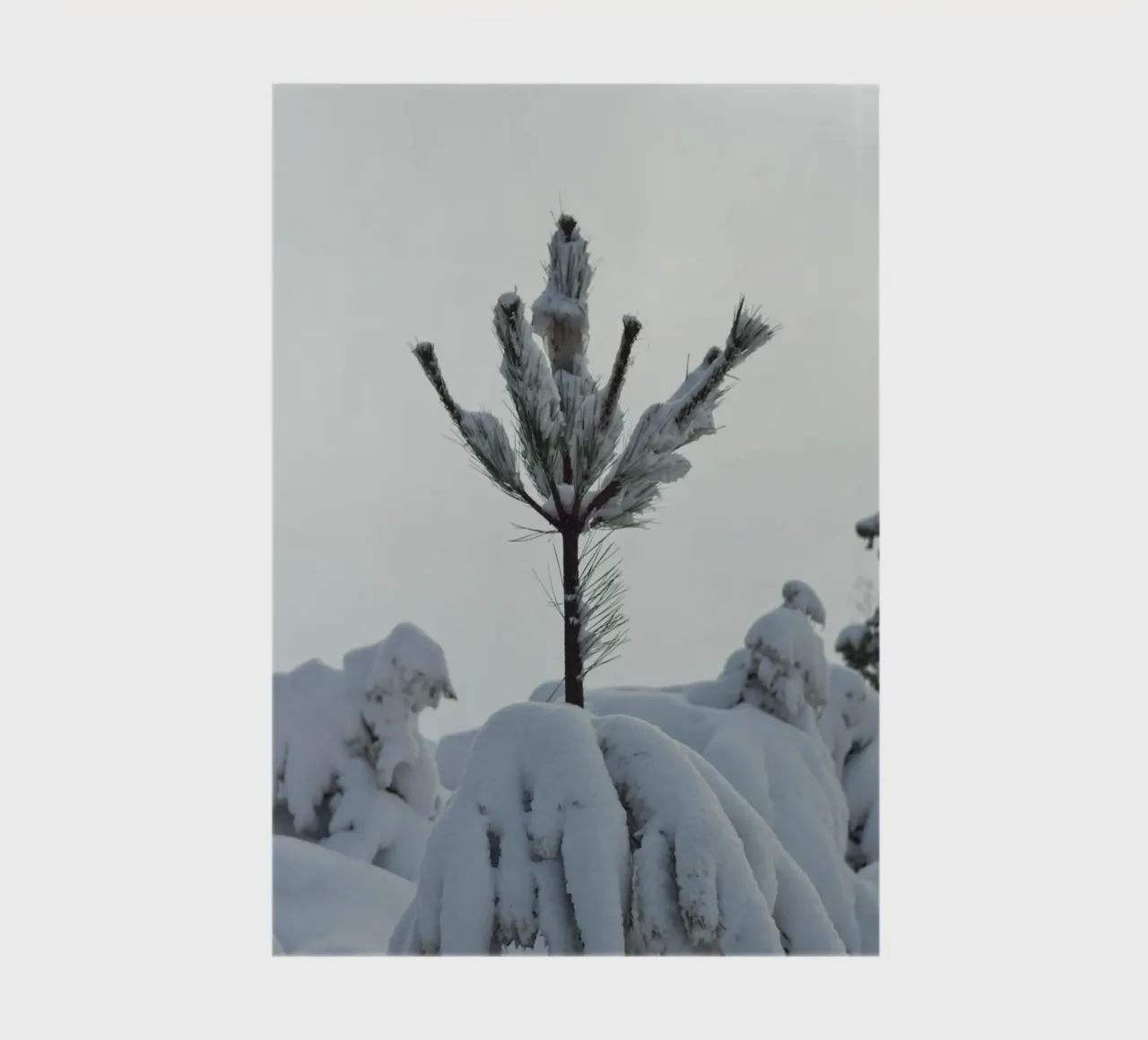 Snow-covered pine winter design notebook by Whole©