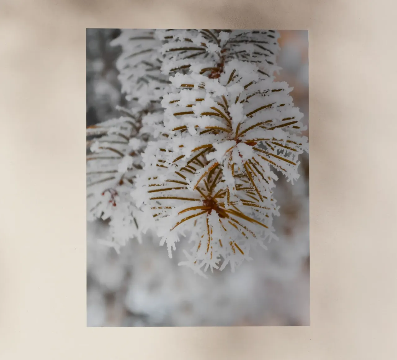 Design con rami di abete innevati pellicola backlit da Whole©