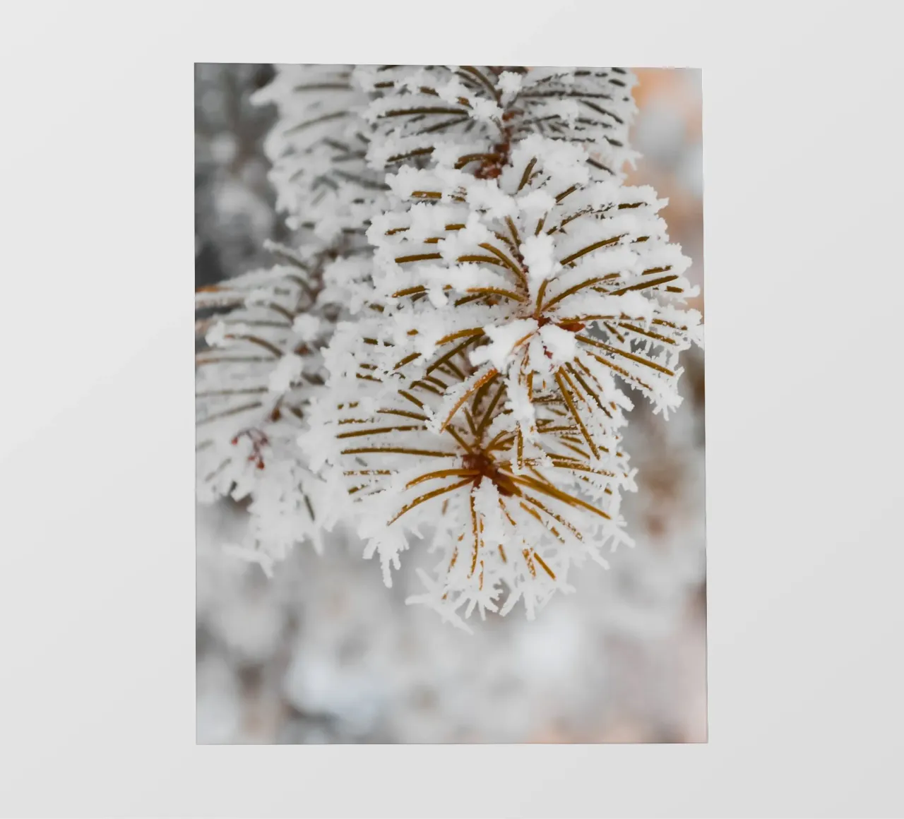 Design con rami di abete innevati pellicola backlit da Whole©