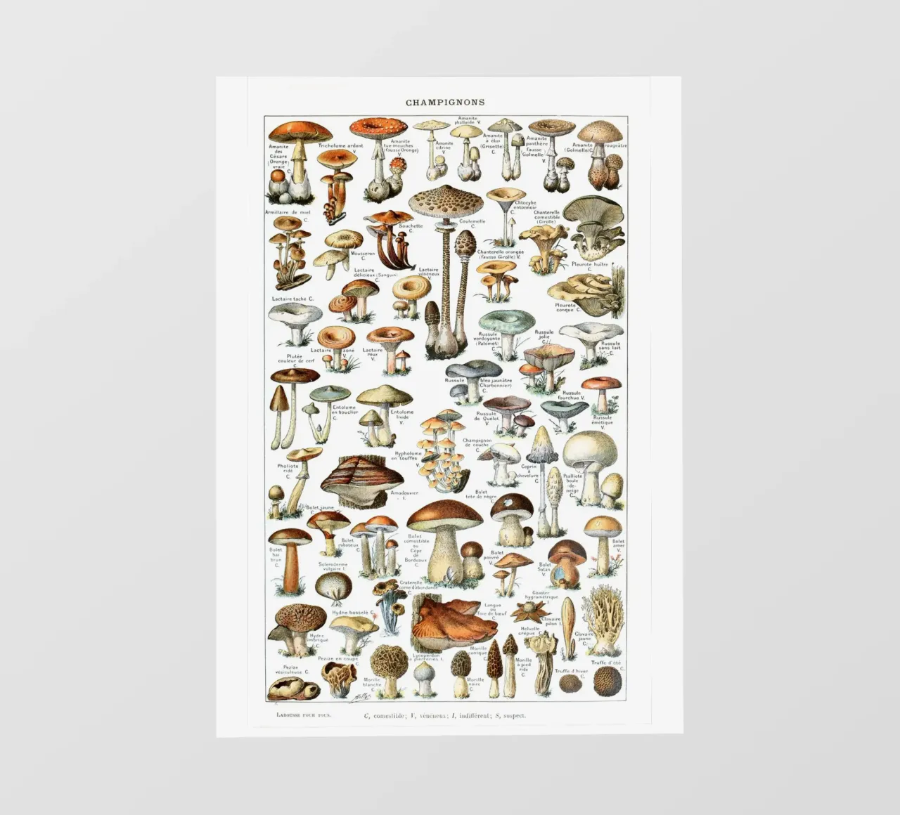 Kitchen art french vintage mushrooms art food print pvc cover by Studio Vintage