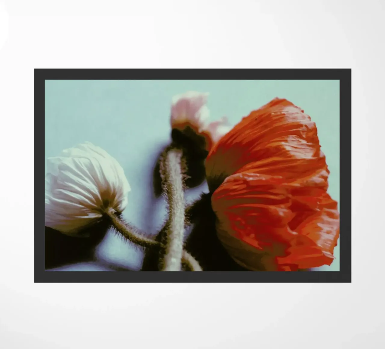 Speak Softly zerbino da Morgan Kendall