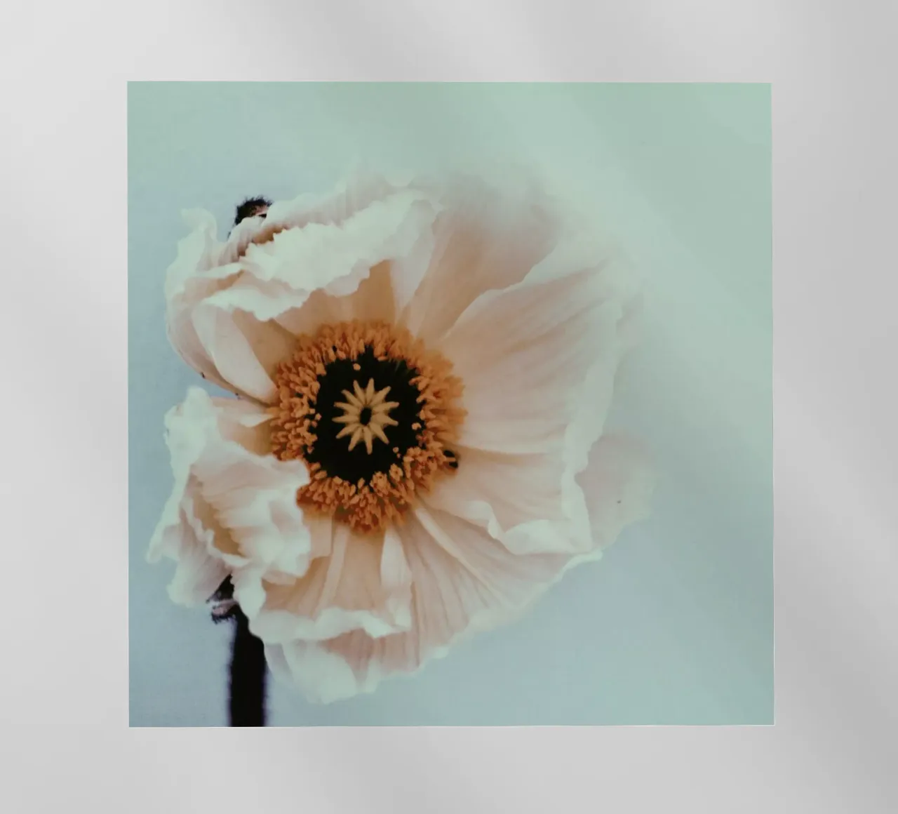 Bloom pellicola backlit da Morgan Kendall