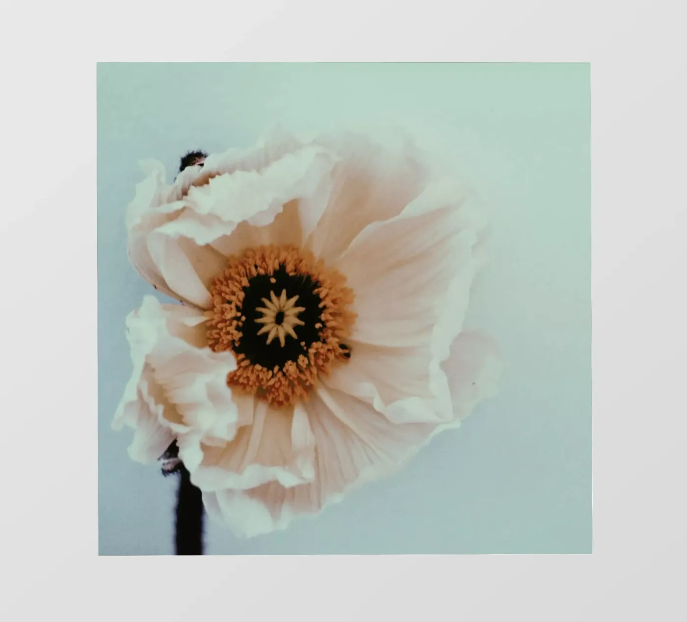 Bloom pvc cover by Morgan Kendall