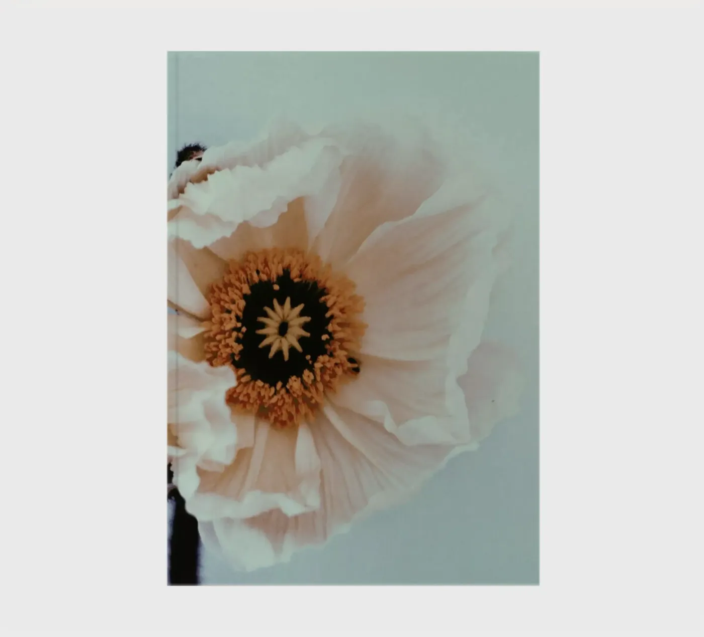 Bloom notebook by Morgan Kendall
